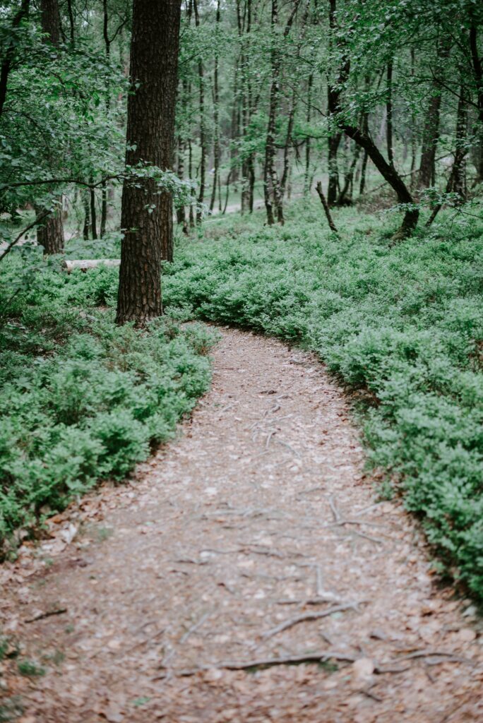 Image of a dirt path through a forest. Do you struggle with the symptoms of unresolved trauma? With the help of skilled trauma therapists you can begin working through them in healthy ways with a trauma intensive in Macon, GA.